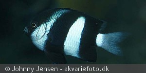 Dascyllus aruanus