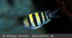 Abudefduf saxatilis