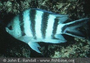 Abudefduf sexfasciatus Fr Polynesia Rangiroa