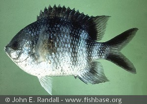 Abudefduf sexfasciatus Fr Polynesia Rapa