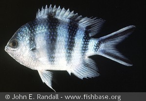 Abudefduf sexfasciatus Solomon Is. Guadalcanal