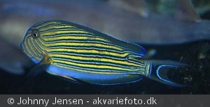 Acanthurus lineatus
