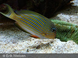 Acanthurus lineatus