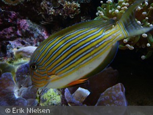 Acanthurus lineatus