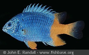 Chrysiptera parasema Papua N Guin Kranket