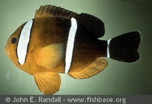 Amphiprion tricinctus