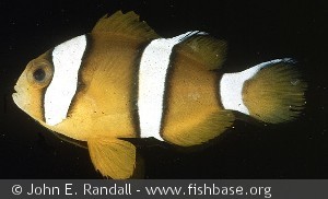 Amphiprion tricinctus