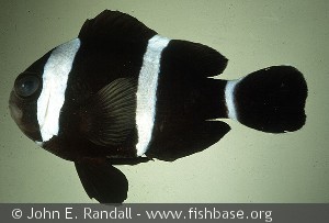 Amphiprion tricinctus