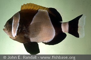 Amphiprion latezonatus Australia Lord Howe Island
