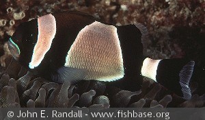 Amphiprion latezonatus Norfolk I.