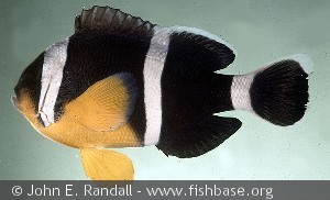Amphiprion chrysogaster Mauritius