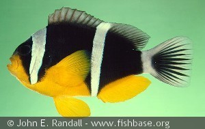 Amphiprion fuscocaudatus Seychelles