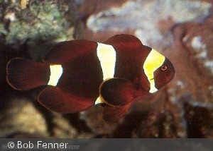 Premnas_biaculeatus
