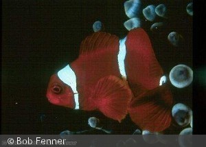 Premnas_biaculeatus