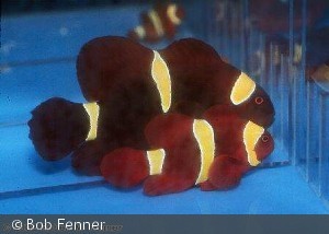 Premnas_biaculeatus