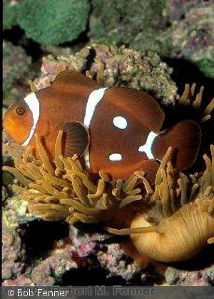 Premnas_biaculeatus