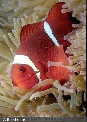 Premnas_biaculeatus