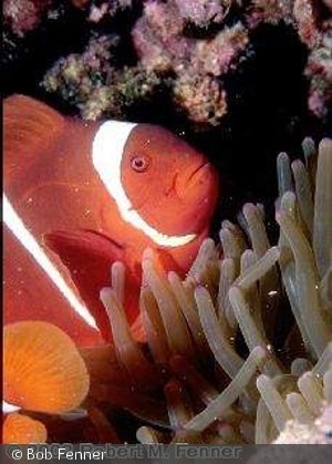 Premnas_biaculeatus