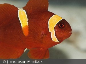 Premnas biaculeatus, The Maroon Clownfish