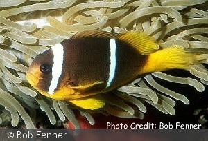 Amphiprion chrysopterus