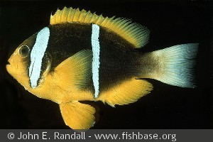 Amphiprion chrysopterus