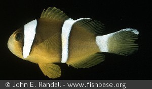 Amphiprion chrysopterus