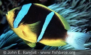 Amphiprion chrysopterus