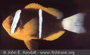 Amphiprion chrysopterus