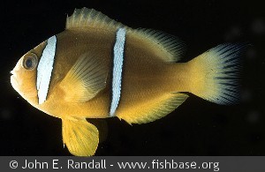 Amphiprion chrysopterus
