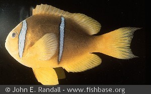 Amphiprion chrysopterus