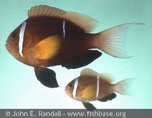 Amphiprion omanensis - Oman
