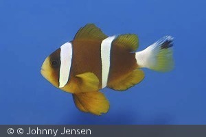 Amphiprion akindynos
