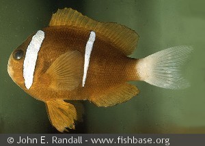 Amphiprion akindynos - Australien