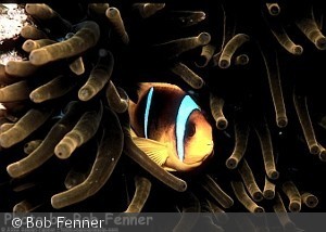 Amphiprion bicinctus