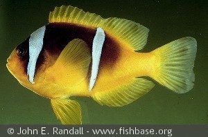 Amphiprion bicinctus - Egypten