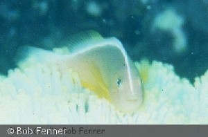 Amphiprion akallopisos