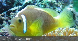 Amphiprion_leucokranos