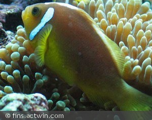 Amphiprion leucokranos