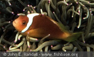 Amphiprion leucokranus Papua N Guin D'Entrecasteaux Islands
