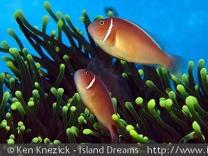 Amphiprion perideraion - Wakatobi, Indonesia