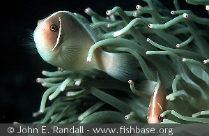 Amphiprion perideraion   Celebes Sea