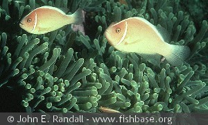 Amphiprion perideraion   Red Sea