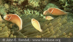 Amphiprion perideraion Indonesia Manado