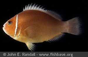 Amphiprion perideraion Micronesia Ponape