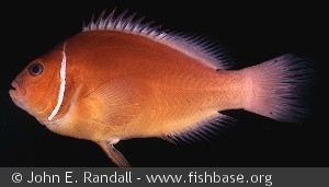 Amphiprion perideraion Palau Palau