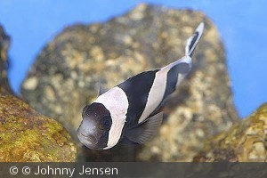 Amphiprion polymnus
