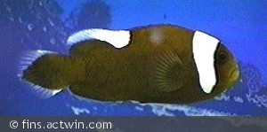 Amphiprion polymnus