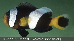 Amphiprion polymnus Indonesia East Java