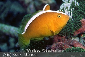 amphiprion-sandaracinos