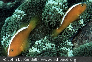 Amphiprion sandaracinos Indonesia Banda